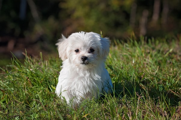 la maison du morkie elevage chien Bichon Maltais image2-min