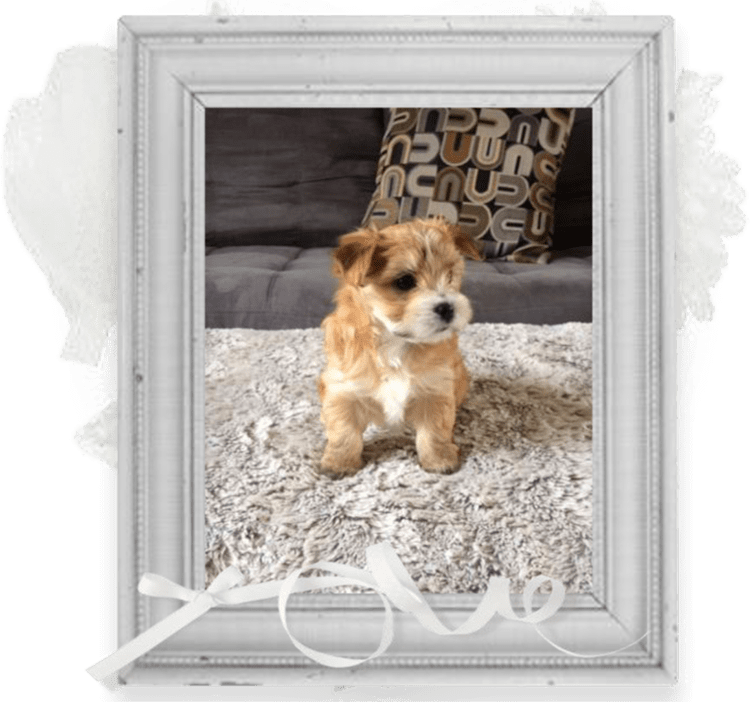 la maison du morkie elevage chien chiots-10-cadre-1-min