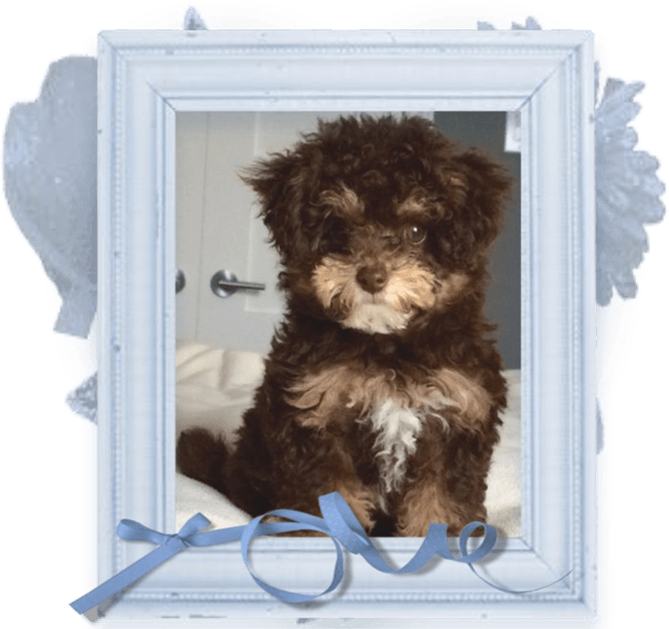la maison du morkie elevage chien logan-cadre bleu-min