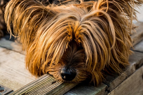 la maison du morkie elevage chien yorkshire image1-min